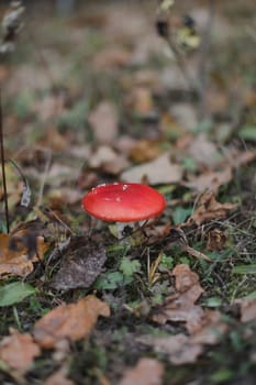 Bright red fly agaric in the grass in the forest. Beautiful natural background. Red mushroom with white dots. Poisonous mushroom. Medicinal mushroom