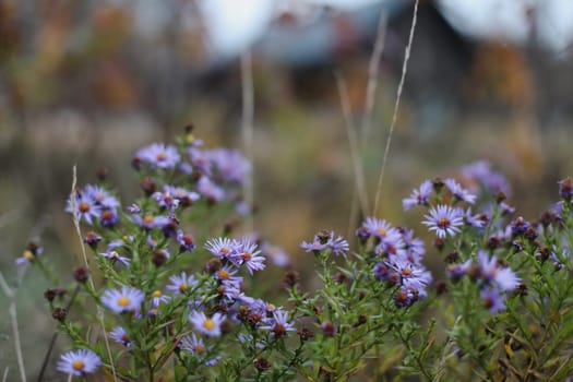 Fall chrysanthemum multiflora flowers. Photo of many purple, lilac, pink color chrysanthemum flowers. close-up of violet aster flowers in autumn garden, selective focus