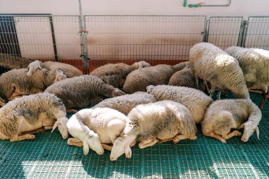 Flock of fluffy white sheep sleeps huddled together on a green slatted floor in a paddock. High quality photo