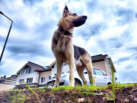 A vigilant German shepherd surveys the surroundings while perched in the yard, surrounded by homes and a cloudy sky.