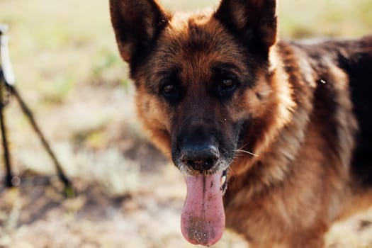 Pet Dog Shepherd Looking At Camera