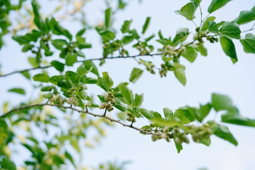 White mulberry on green tree branches against a blue sky. High quality photo