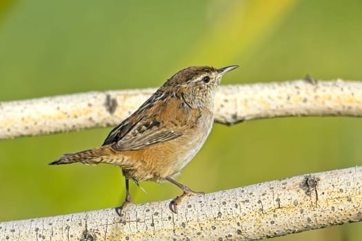 A cute Bewick's Wren songbird is perched on a small branch in a wetlands area near Liberty Lake, Washington.