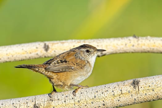 A cute Bewick's Wren songbird is perched on a small branch in a wetlands area near Liberty Lake, Washington.