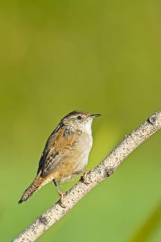 A cute Bewick's Wren songbird is perched on a small branch in a wetlands area near Liberty Lake, Washington.