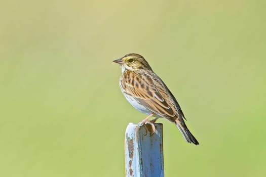 A cute song sparrow is perched on top of a fence post in eastern Washington.