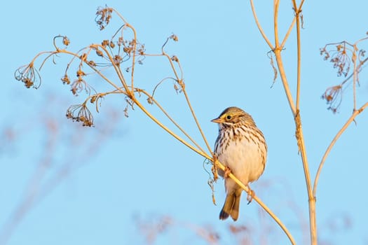 A cute song sparrow is perched on a small twig on a bright day near Liberty Lake, Washingtn.
