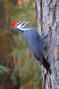 A beautiful pileated woodpecker is perched on the side of a tree looking for food in north Idaho.