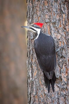 A beautiful pileated woodpecker is perched on the side of a tree looking for food in north Idaho.