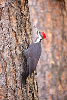 A pretty pileated woodpecker clings to the side of a pine tree in north Idaho.