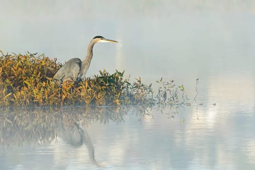 A great blue heron stands on the edge of a calm lake and casts a reflection in the water near Liberty Lake, Washington.