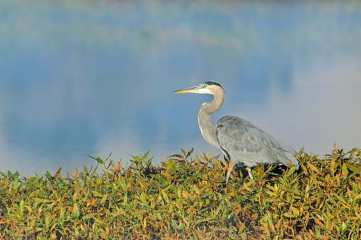 A great blue heron stands on the edge of a calm lake near Liberty Lake, Washington.