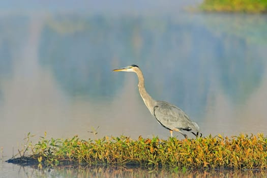 A great blue heron stands on the edge of a calm lake near Liberty Lake, Washington.