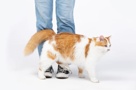 A charming cat playfully walking around its owners feet, creating a warm and cozy atmosphere filled with joy and fun