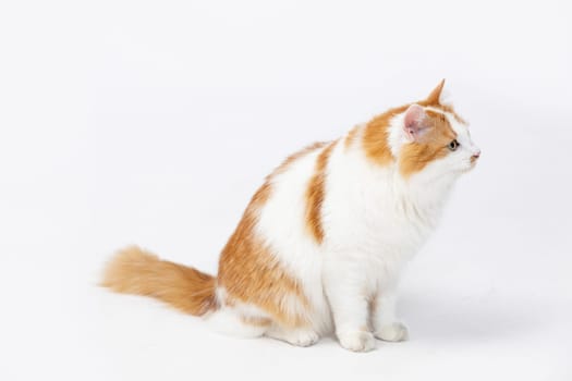 An adorable and cute ginger and white cat is sitting elegantly against a clean, minimalist backdrop with charm