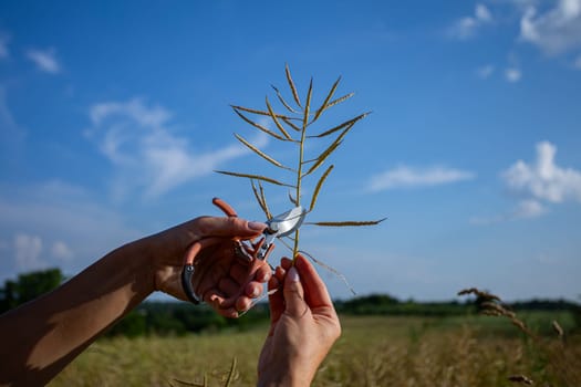 In a sunny field, a dedicated gardener skillfully uses pruning shears to meticulously cut plant stems