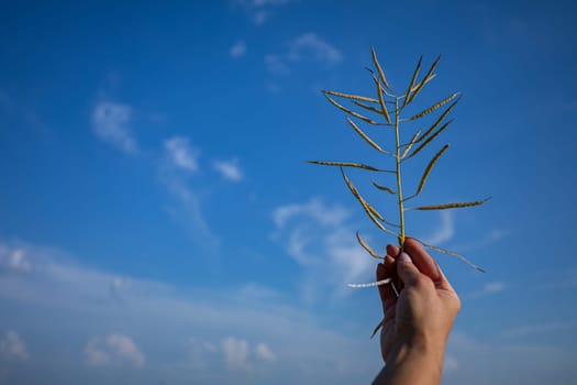 A hand gently raises a slender green plant high against a bright blue sky filled with lovely, soft clouds