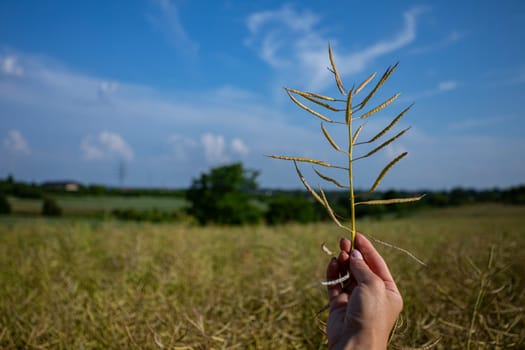 A hand gently holds an incredibly unique plant stem against the backdrop of a stunning, expansive landscape