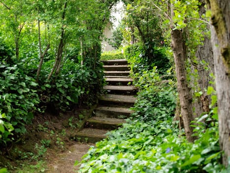 Stone steps wind through vibrant greenery, creating a serene pathway in the forest, inviting exploration and appreciation of nature's beauty in Rock Creek Park, Washington DC..