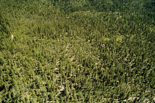 A stunning aerial perspective highlighting an expansive evergreen forest, showcasing dense green foliage under sunlight. Perfect for themes of nature, wilderness, and environmental conservation.
