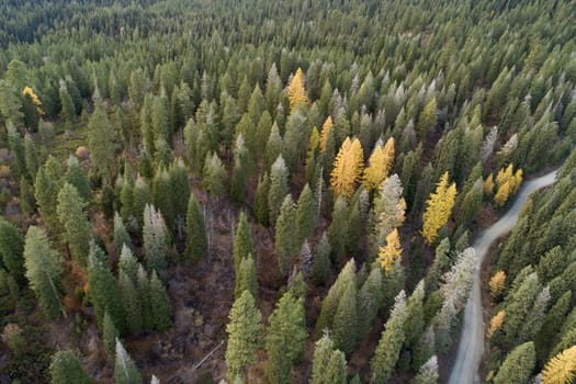 Scenic aerial view of a lush, autumn forest with mixed foliage and a winding dirt road. Captivating natural landscape showcasing vibrant fall colors and tranquility of untouched wilderness.