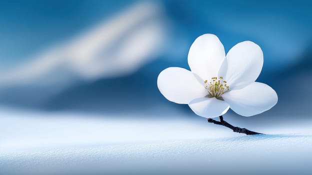 delicate white flower stands out against serene blue background, evoking tranquility.