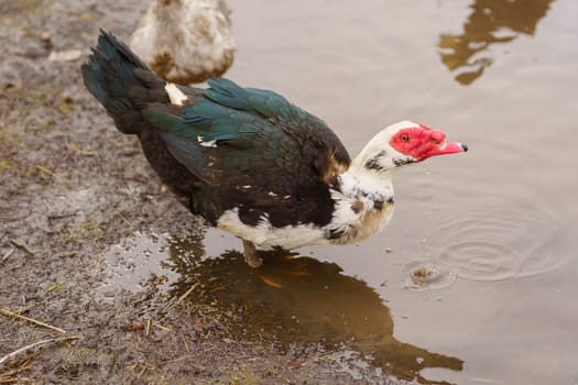 Muscovy duck is captured up close, displaying its unique plumage and detail in a farm setting.