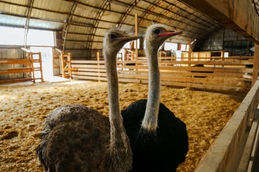 Ostrich stands tall and proud in a traditional barn setting, showcasing its impressive size and unique features.
