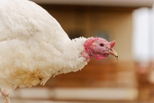 Domestic turkey confidently strides across the terrain of a farmyard rural life.