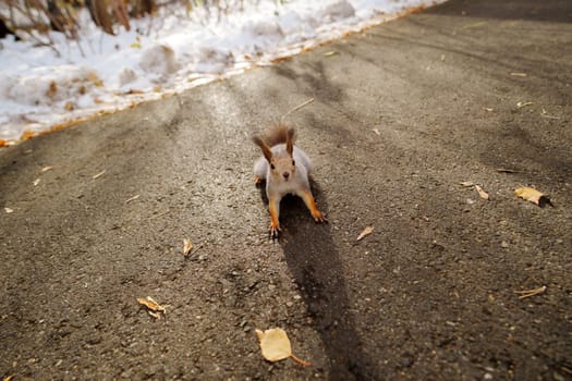 The small squirrel stands on a path, curiously observing its surroundings.