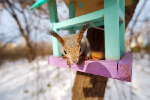 A curious squirrel peeks out from a colorful bird feeder in a winter landscape, highlighting nature's playful moments
