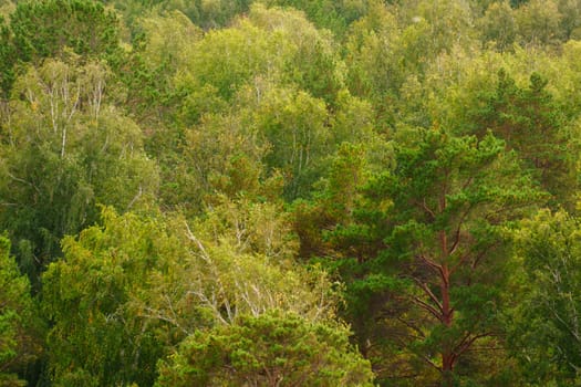 Lush green canopy of trees unfolds in vibrant hues during the early morning hours in a tranquil forest scene