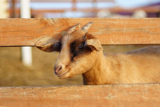 Farm with playful goats enjoying the warm sun and fresh hay in a cozy barnyard setting