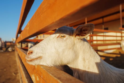 Goats back in the warmth of the sun while enjoying the rustic surroundings and fresh straw