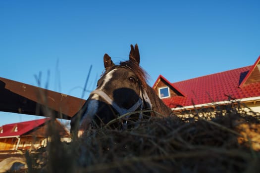 A curious horse enjoys fresh hay in the warm sunlight near a charming rural home on a clear day