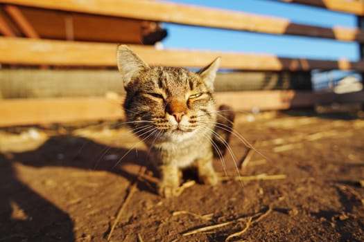 Playful tabby cat exploring the sunlit farmstead on a crisp autumn afternoon with wooden fencing in the background