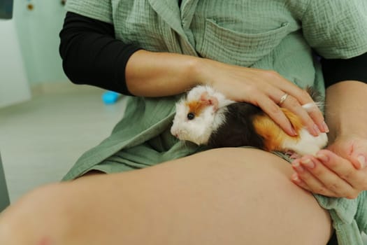 Lively guinea pig rests on a hand, its soft fur showcasing vibrant patches, a nurturing home