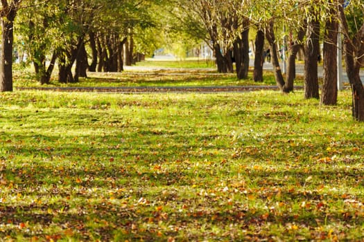 A tranquil pathway lined with lush trees and colorful autumn leaves in the bright afternoon light of a serene park