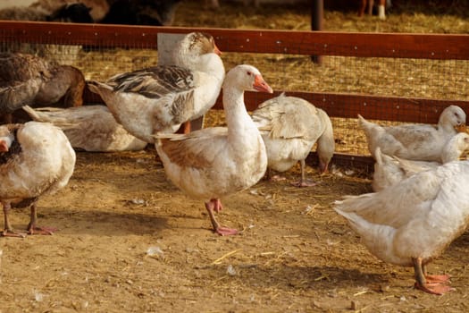 Geese Strutting on a Rustic Farmstead harmonious scene. Selective focus