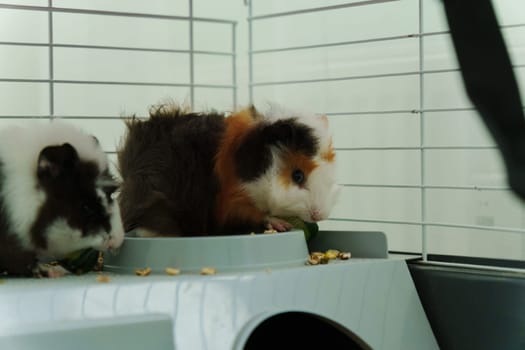 A playful guinea pig eagerly reaches for a slice of fresh cucumber during a delightful afternoon