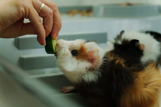 Guinea pig peeks out of its cozy habitat while enjoying a refreshing slice of cucumber in the early