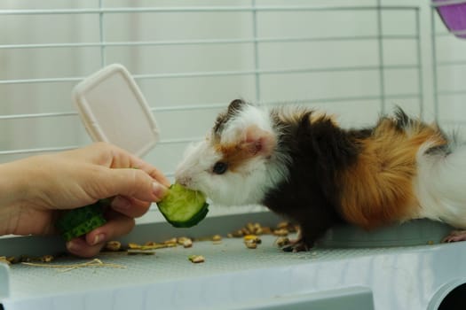 Gentle hand offers a crisp slice of cucumber, the inquisitive guinea pig emerges, savoring the refreshing treat with delight