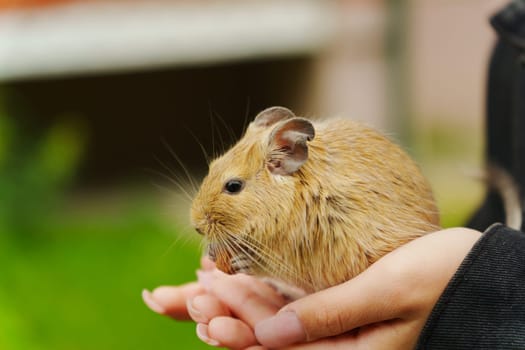 In a warm garden setting, a playful squirrel holds a nut in its paws. It sits comfortably on a hand, showcasing its fluffy fur