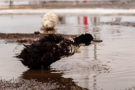 Ducks are gracefully standing side by side, showing off their vibrant feathers and tranquil demeanor.
