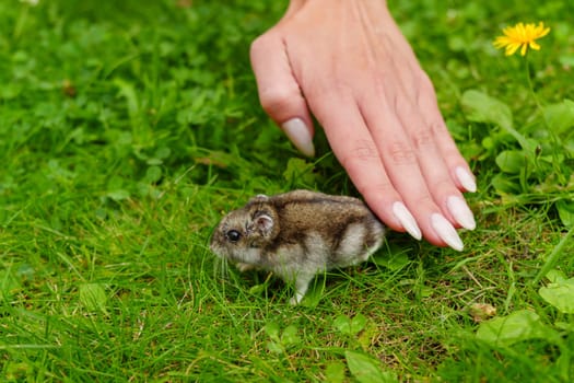 A curious small mammal explores a vibrant green meadow filled with wildflowers during a sunny afternoon in spring