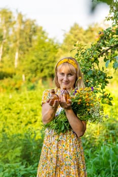 Woman with medicinal herbs in a meadow. Selective focus. nature.