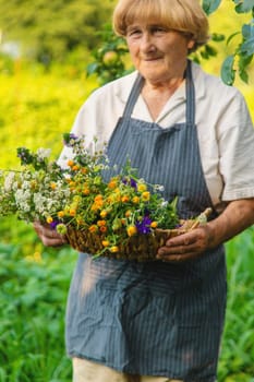 Woman with medicinal herbs in a meadow. Selective focus. nature.