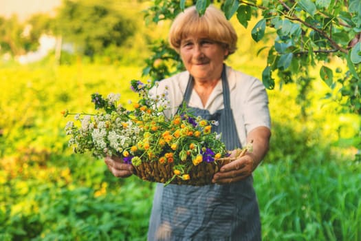 Woman with medicinal herbs in a meadow. Selective focus. nature.