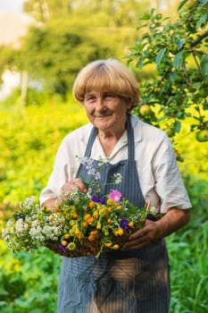 Woman with medicinal herbs in a meadow. Selective focus. nature.