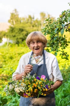 Woman with medicinal herbs in a meadow. Selective focus. nature.
